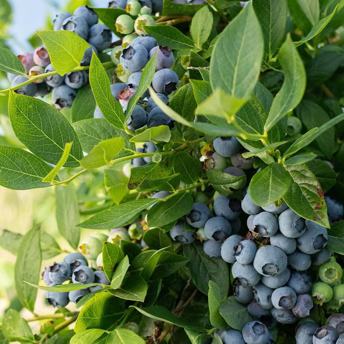 Najsłodsza odmiana borówki amerykańskiej Spartan
