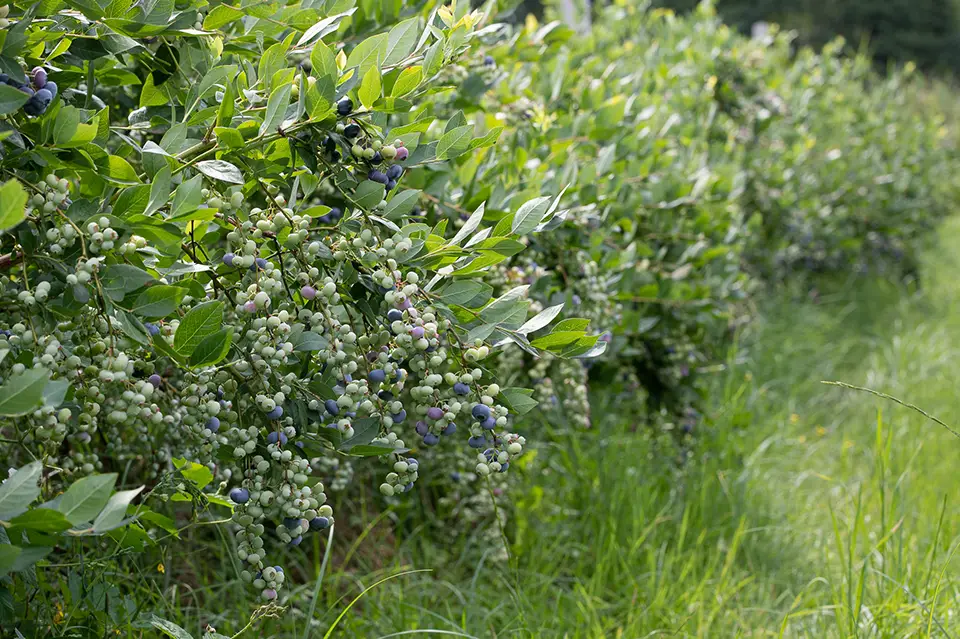 Plantacja borówki amerykańskiej