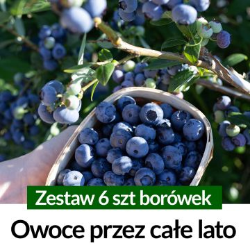 Borówka amerykańska 6szt Zestaw owoce przez całe Lato Sadzonki 2 letnie