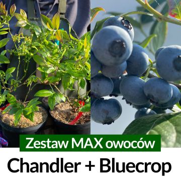 Borówka amerykańska Zestaw MAX owoców Chandler + Bluecrop Średnio późna Sadzonki 2 letnie