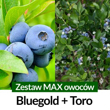 Borówka amerykańska Zestaw MAX owoców Bluegold + Toro Średnio późna Sadzonki 2 letnie