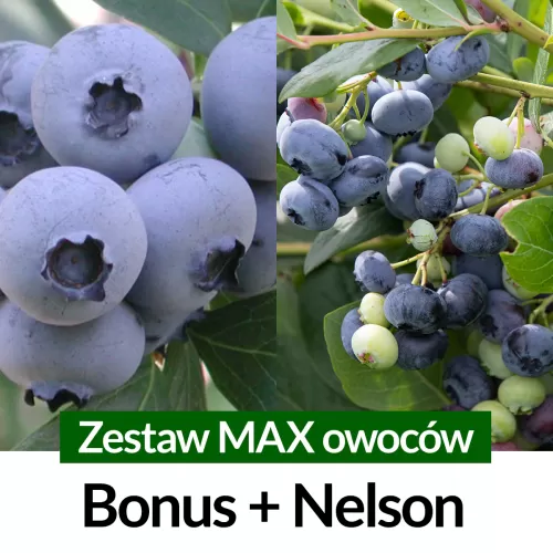 Borówka amerykańska Zestaw MAX owoców Bonus + Nelson Średnio późna Sadzonki 2 letnie