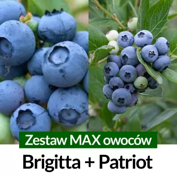 Borówka amerykańska Zestaw MAX owoców Brigitta + Patriot Średnio późna Sadzonki 2 letnie