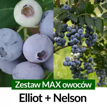 Borówka amerykańska Zestaw MAX owoców Elliot + Nelson Późne Sadzonki 2 letnie