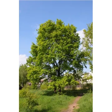 Dąb szypułkowy sadzonka 