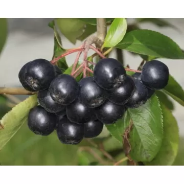 Sadzonki Aronia NERO