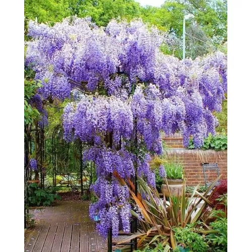 Wisteria chińska Glicynia